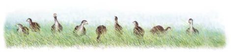 Mama Hen Becomes a Foster Parent for Guinea Keets Image